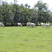 A field of all white cows....!!  this is rare here in my part of Georgia!