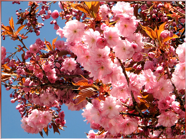 Japanische Blütenkirsche. ©UdoSm