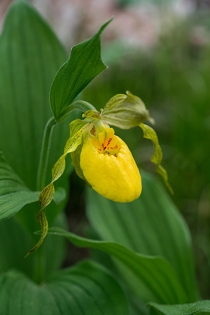 Cypripedium parviflorum variety pubescens (Large Yellow Lady'-slipper orchid)