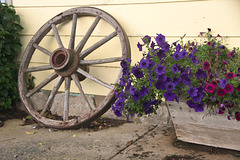 wooden wheel and flower box, Mankota