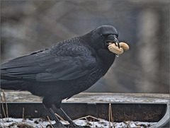 Local crow