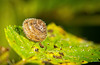 Das haarige Schneckenhäuschen mit den Morgentautröpfchen :))  The hairy snail shell with the morning dew droplets :))  La coquille d'escargot poilue avec les gouttelettes de rosée du matin :))