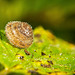 Das haarige Schneckenhäuschen mit den Morgentautröpfchen :))  The hairy snail shell with the morning dew droplets :))  La coquille d'escargot poilue avec les gouttelettes de rosée du matin :))