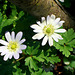 030 Weiße Blütensterne der Anemone