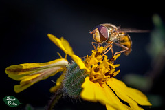 149/366: Hoverfly on Tarweed