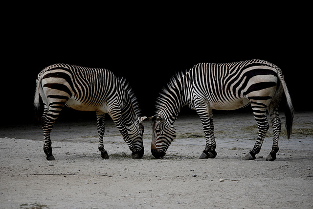 Zebras, die sich gegenüberstehen