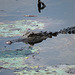 Small alligator in Bluff Lake