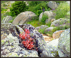 Stonecrop, granite and spring wildflowers.