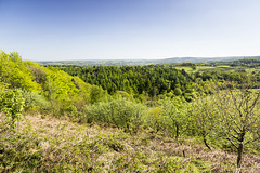 Bole Hill Plantation view to south