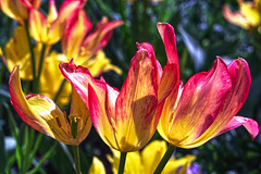 Sun-drenched Tulips