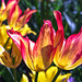 Sun-drenched Tulips