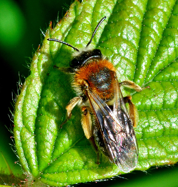 Bee, Family Apidae. Possibly Andrena Haemorrhoa