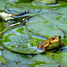 Lily Pads and Frog