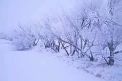 frosted trees by Wascana Creek