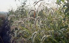 Foxtails in fall