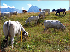 Usseaux : il pascolo  delle mucche locali -