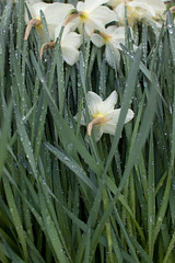 wet daffodils