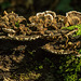 Fungi from Eastham woods5