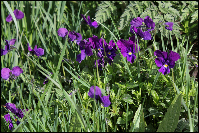 Viola lutea (3)