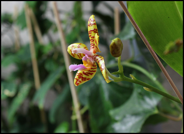 Phalaenopsis fasciata (2)