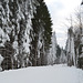 Буковель, Зимний лес / Bukovel, Winter Forest