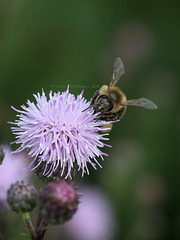 Biene und Blüte