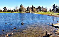 Birds On the Lake
