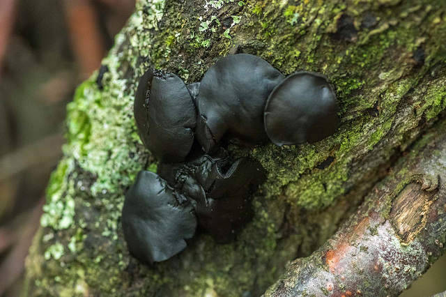 Black fungi at Eastham woods.6jpg