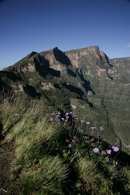 Wild scabious in the Simien Mountains