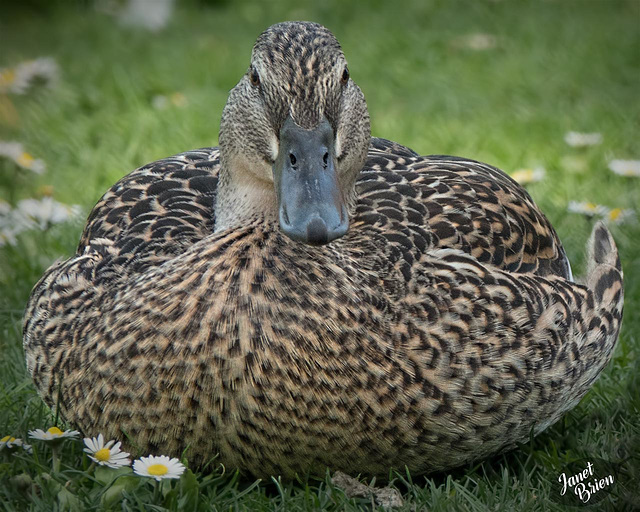 Huge Mallard Hen & Checking In!