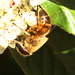 IMG 3525Hoverfly