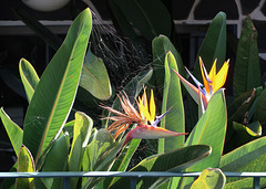 Birds of paradise in a web