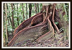 Large Fig Roots Binnaburra