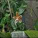 Phalaenopsis tetraspis x cornu-cervi var. chattaladae (1)