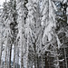 Буковель, Зимний лес / Bukovel, Winter Forest