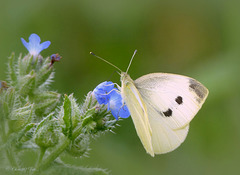 Small white ~ Klein koolwitje (Pieris rapae)...