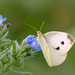 Small white ~ Klein koolwitje (Pieris rapae)...