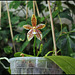 Phalaenopsis tetraspis x cornu-cervi var. chattaladae (5) - Copie