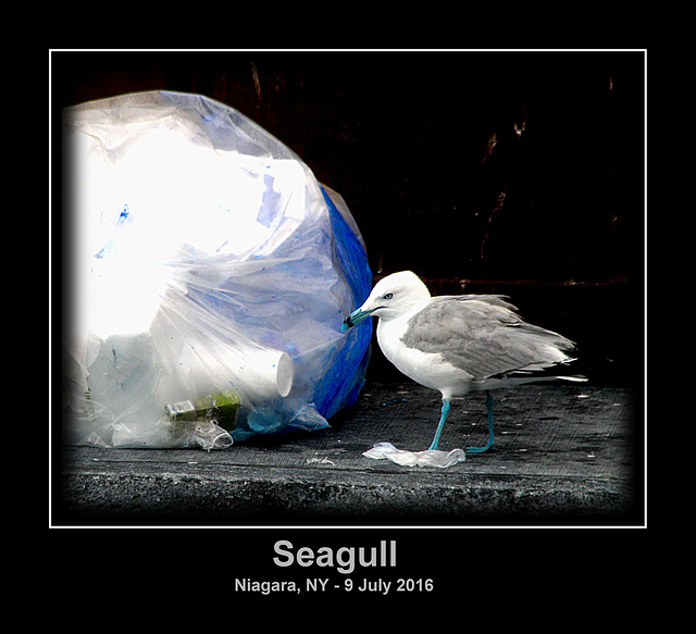 Seagull (Infrared, False Color)
