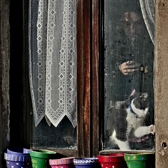 Window Cat in Obernai, Alsace, France - 2017-02-19_062