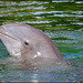 dolphin at play