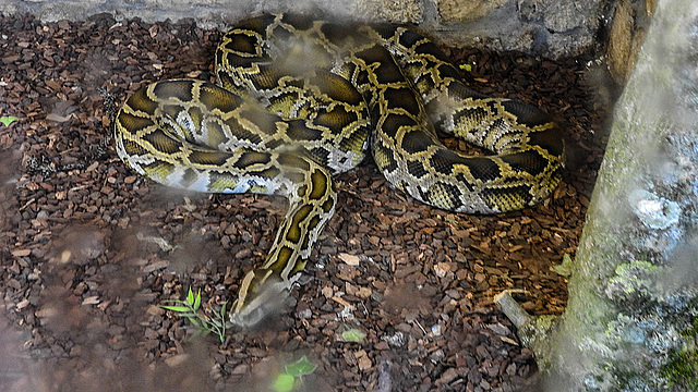 20181021 4326CPw [D~HF] Python, Tierpark Herford