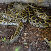 20181021 4326CPw [D~HF] Python, Tierpark Herford