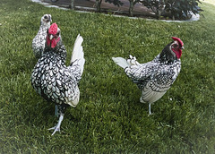 Sebright-Hühner