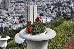 Red Geraniums – Baha’i Gardens, Haifa, Israel