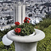 Red Geraniums – Baha’i Gardens, Haifa, Israel