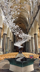 Salisbury cathedral doves