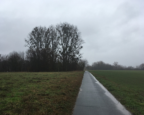 Weg im Regen hinter Rumpenheim am Main // weg 7559sm