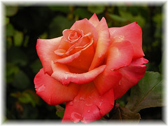 La plus belle des roses !