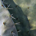 Cactus flesh